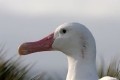 Wandering Albatross